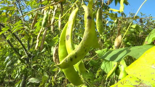 《揭秘白芸豆高效种植技术：如何提升产量与品质？》