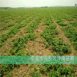 揭秘露天草莓种植技术：如何让果实更甜美？