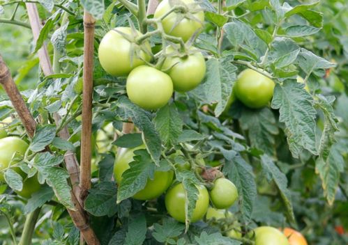 秋季西红柿种植攻略：揭秘高效管理与关键技术