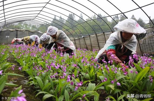 大棚白芨种植技术揭秘：如何提高产量与品质？