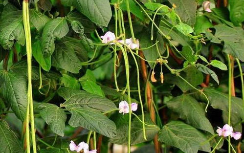 揭秘地豆角种植技术：如何提高产量与品质？