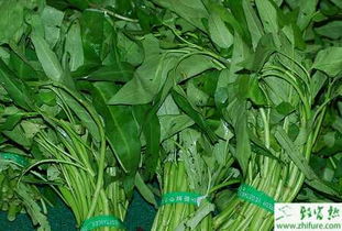 揭秘空心菜种植技术：如何高效培育绿色健康蔬菜？