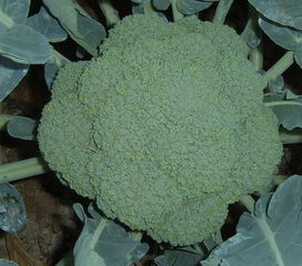 揭秘西兰花种植秘籍：最佳时间与技术全解析