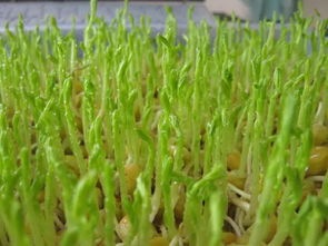 《苗芽菜种植新革命：揭秘高效培育技术，引领绿色农业新潮流》