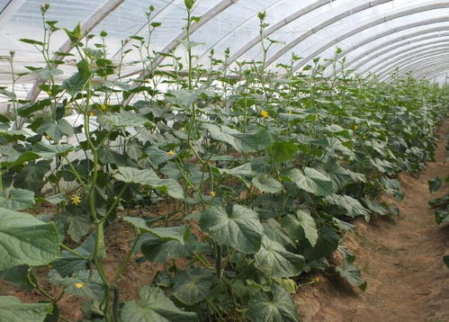 揭秘黄瓜大棚种植技术：高效益的秘密武器