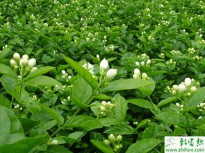 白术种植与管理：揭秘高效益的秘密武器