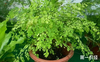 揭秘铁线草高效种植技术，如何打造绿色生态农业？