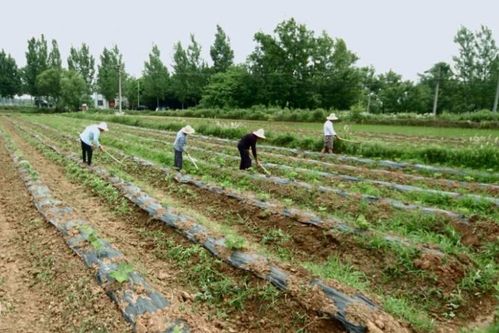 中药材种植技术革新：揭秘高效益的秘密武器