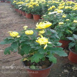 揭秘大菊花种植技术：如何打造美丽丰收的花园？