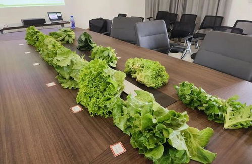 《青菜种植攻略：从播种到收获的全程解析》