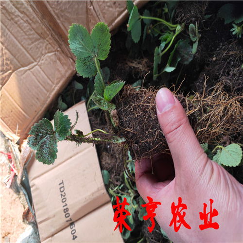 揭秘桑黄种植新趋势，揭秘行业翘楚企业推荐！