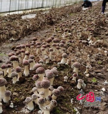 《食用菌技术种植大全：揭秘现代农业的“美味”密码》