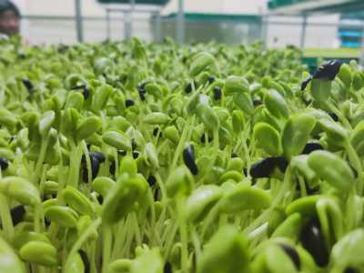 【绿色新风尚】萝卜芽苗菜种植技术揭秘：如何在家轻松种出营养健康芽苗