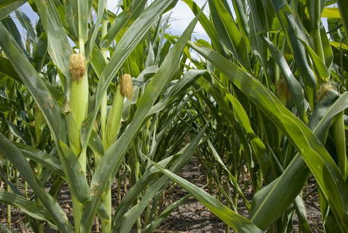 玉米种植技术革新：揭秘高效高产的秘密武器