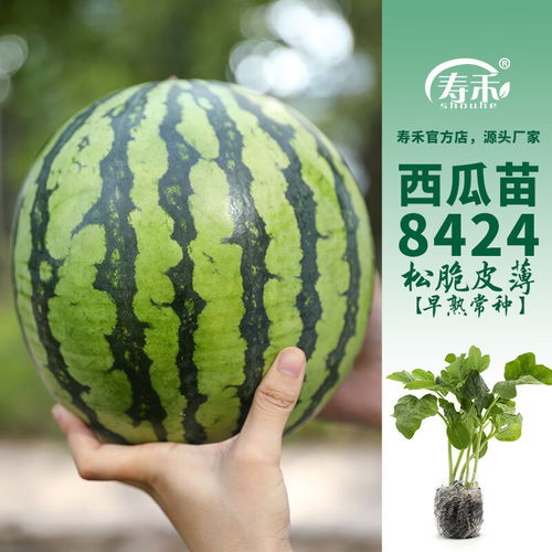 早春红玉西瓜种植技术揭秘：如何打造高品质果品？
