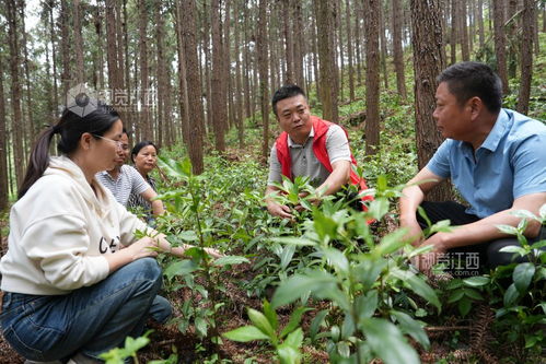 揭秘草珊瑚种植奥秘：如何打造高效生态农业新亮点？