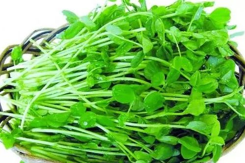 《豆苗菜种植技术培训：揭秘高效绿色农业新趋势》