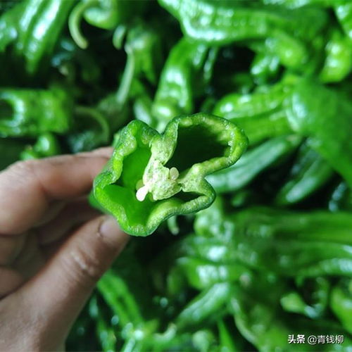 揭秘温室青椒种植奥秘：高效益背后的技术支撑
