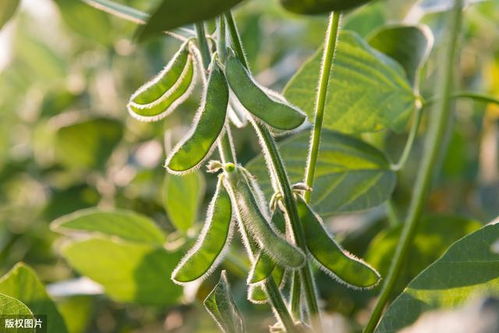 大豆种植技术学何处？揭秘专业学习路径与高效种植策略