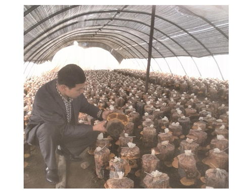 《桑黄种植新篇章：揭秘天然药用真菌的栽培奥秘》