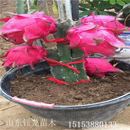 《揭秘火龙果种植：成本控制背后的技术与策略》
