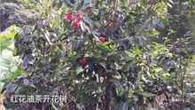 揭秘红花油茶树种植：如何打造生态与经济效益双赢的黄金产业？
