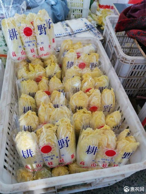 《黄心娃娃菜：揭秘高效种植技术，让您丰收无忧！》
