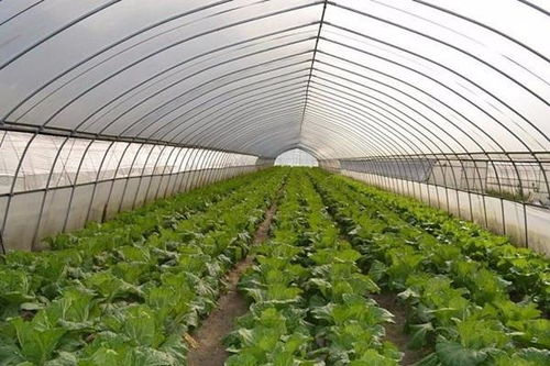 《揭秘大棚苹果种植新篇章：科技赋能，品质升级之路》
