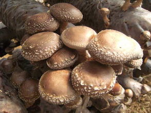 香菇栽培新篇章：揭秘高效种植技术，引领农业现代化