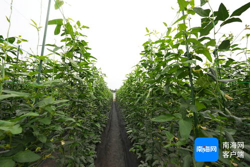 揭秘K326种植技术：如何提升水稻产量，实现农业可持续发展？