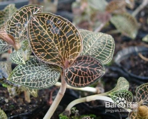 《揭秘金线莲种植奥秘：亩产提升，如何做到？》