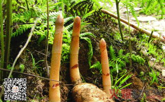 《揭秘天麻种植：全套技术攻略，带你走进药用真菌的神奇世界》