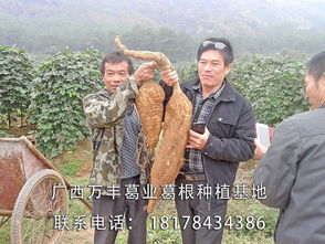 粉葛高产种植技术揭秘：如何实现亩产千斤？