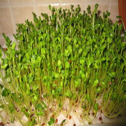 《苗菜种植技术解析：揭秘高效种植之道，打造绿色餐桌新时尚》
