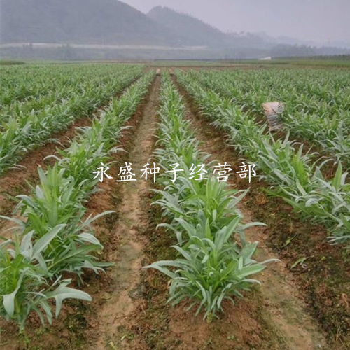 揭秘苦麦菜种植秘诀：如何让“绿色黄金”产量翻倍？