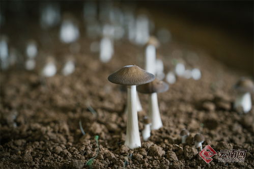 揭秘新食用菌种植技术：革新时代，如何实现绿色、高效、可持续？