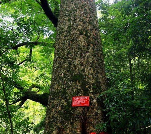 金丝楠木种植揭秘：如何培育这一珍贵木材的未来之星？
