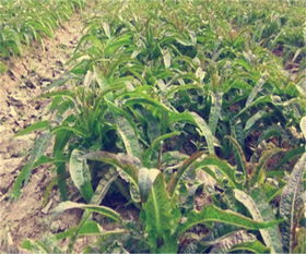 揭秘红莴笋种植技巧：视频教学助力种植高手养成