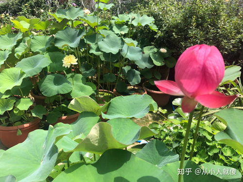 揭秘盆栽莲藕种植，打造家居生态新风尚