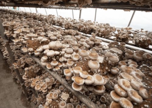 秸秆变宝：揭秘秸秆种植食用菌技术革新之路