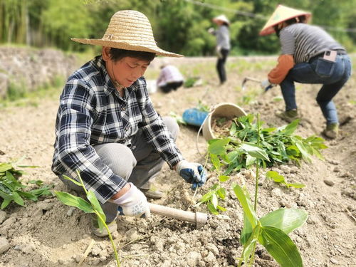 《黄精种植新篇章：揭秘高效种植技术，打造绿色农业新标杆》