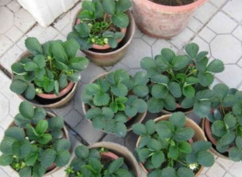 人参盆栽，养生佳品在家种植指南