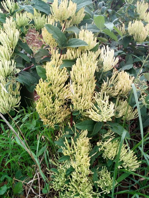 春季种植金银花，掌握这些技术，轻松收获高品质药材！
