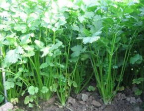 香菜盆栽种植指南：如何在家庭阳台轻松收获新鲜香草