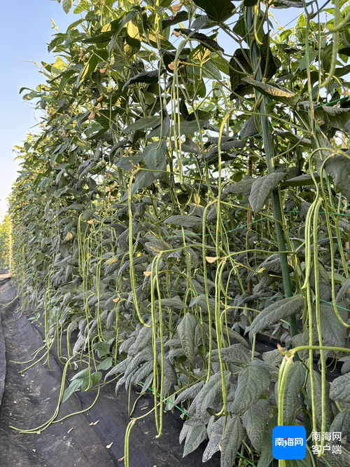 《豆角种植技术大全：揭秘高效益种植之道》