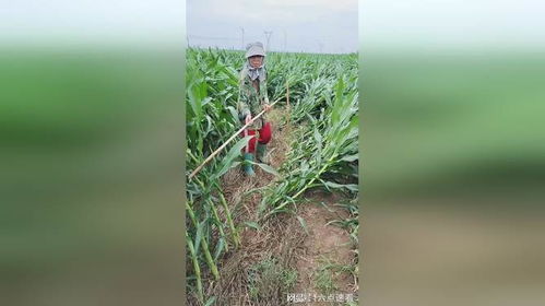 探秘苦刺心种植：绿色产业中的“隐秘宝藏”