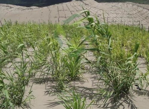 绿洲一号种植技术：破解干旱地区农业发展新密码
