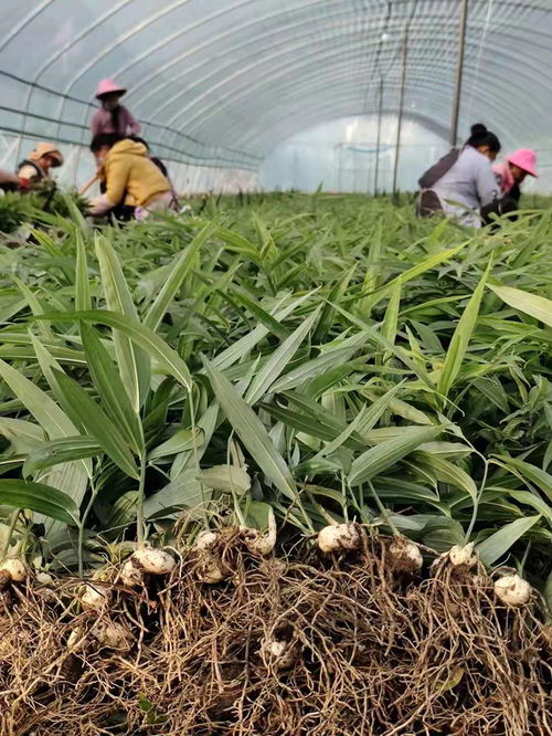 黄精种植新篇章：揭秘现代黄精种植技术，引领产业升级