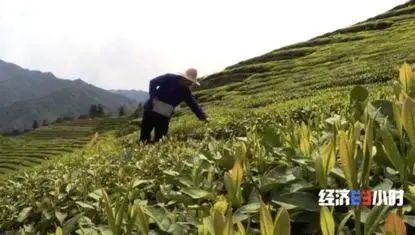 农产品直播带货_农产品 滞销 数据_网红县长带货