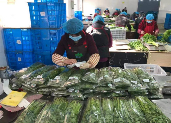 崇明区蔬菜宅配补贴政策_农产品宅配_崇明绿叶菜宅配服务